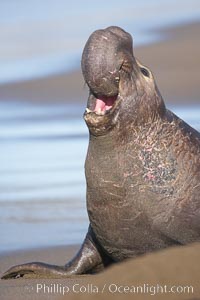 Bull elephant seal, adult male, bellowing. Its huge proboscis is characteristic of male elephant seals. Scarring from combat with other males.  Central California, Mirounga angustirostris, Piedras Blancas, San Simeon