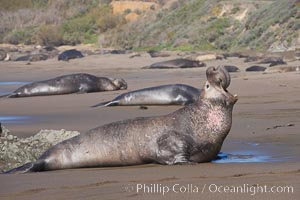 Bull elephant seal, adult male, bellowing. Its huge proboscis is characteristic of male elephant seals. Scarring from combat with other males.  Central California, Mirounga angustirostris, Piedras Blancas, San Simeon