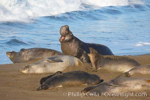 Male elephant seal, surrounded by his harem females, rears up on its foreflippers and bellows to intimidate other males and to survey its beach territory.  Winter, Central California, Mirounga angustirostris, Piedras Blancas, San Simeon