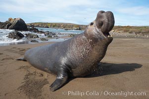 Male elephant seal rears up on its foreflippers and bellows to intimidate other males and to survey its beach territory.  Winter, Central California.