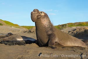 Male elephant seal rears up on its foreflippers and bellows to intimidate other males and to survey its beach territory.  Winter, Central California, Mirounga angustirostris, Piedras Blancas, San Simeon