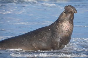 Male elephant seal rears up on its foreflippers and bellows to intimidate other males and to survey its beach territory.  Winter, Central California, Mirounga angustirostris, Piedras Blancas, San Simeon