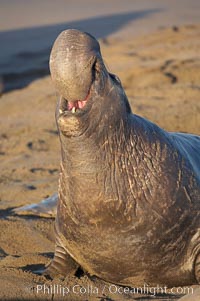 Bull elephant seal, adult male, bellowing. Its huge proboscis is characteristic of male elephant seals. Scarring from combat with other males.  Central California, Mirounga angustirostris, Piedras Blancas, San Simeon