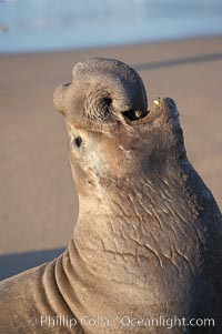 Bull elephant seal, adult male, bellowing. Its huge proboscis is characteristic of male elephant seals. Scarring from combat with other males.  Central California, Mirounga angustirostris, Piedras Blancas, San Simeon