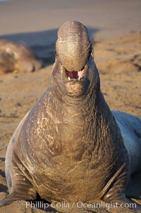 Bull elephant seal, adult male, bellowing. Its huge proboscis is characteristic of male elephant seals. Scarring from combat with other males.  Central California, Mirounga angustirostris, Piedras Blancas, San Simeon