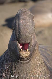 Bull elephant seal, adult male, bellowing. Its huge proboscis is characteristic of male elephant seals. Scarring from combat with other males.  Central California, Mirounga angustirostris, Piedras Blancas, San Simeon