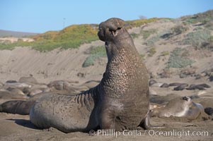 Male elephant seal rears up on its foreflippers and bellows to intimidate other males and to survey its beach territory.  Winter, Central California, Mirounga angustirostris, Piedras Blancas, San Simeon