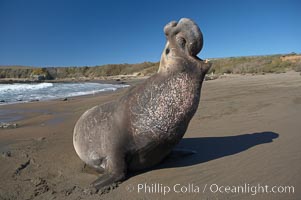 Male elephant seal rears up on its foreflippers and bellows to intimidate other males and to survey its beach territory.  Winter, Central California, Mirounga angustirostris, Piedras Blancas, San Simeon