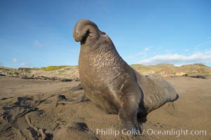 Male elephant seal rears up on its foreflippers and bellows to intimidate other males and to survey its beach territory.  Winter, Central California, Mirounga angustirostris, Piedras Blancas, San Simeon