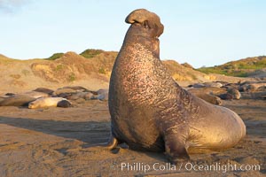 Male elephant seal rears up on its foreflippers and bellows to intimidate other males and to survey its beach territory.  Winter, Central California, Mirounga angustirostris, Piedras Blancas, San Simeon