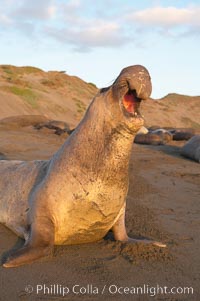 Bull elephant seal, adult male, bellowing. Its huge proboscis is characteristic of male elephant seals. Scarring from combat with other males.  Central California, Mirounga angustirostris, Piedras Blancas, San Simeon