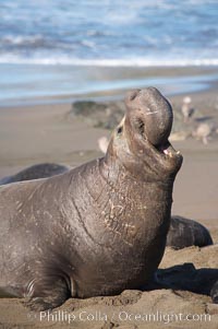 A bull elephant seal rears up on his foreflippers and bellows, warning nearby males not to enter his beach territory.  This old male shows scarring on his chest and proboscis from many winters fighting other males for territory and rights to a harem of females.  Sandy beach rookery, winter, Central California, Mirounga angustirostris, Piedras Blancas, San Simeon