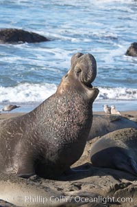 A bull elephant seal rears up on his foreflippers and bellows, warning nearby males not to enter his beach territory.  This old male shows scarring on his chest and proboscis from many winters fighting other males for territory and rights to a harem of females.  Sandy beach rookery, winter, Central California, Mirounga angustirostris, Piedras Blancas, San Simeon