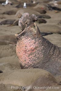 A bull elephant seal rears up on his foreflippers and bellows, warning nearby males not to enter his beach territory.  This old male shows scarring on his chest and proboscis from many winters fighting other males for territory and rights to a harem of females.  Sandy beach rookery, winter, Central California, Mirounga angustirostris, Piedras Blancas, San Simeon