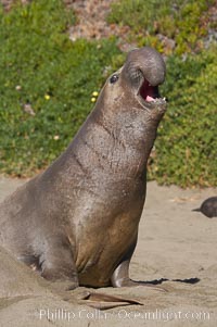 A subadult male elephant seal rears up on his foreflippers and bellows.  Sandy beach rookery, winter, Central California, Mirounga angustirostris, Piedras Blancas, San Simeon