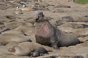 Amid females and pups, a bull elephant seal rears up on his foreflippers and bellows, warning nearby males not to enter his beach territory.  Sandy beach rookery, winter, Central California, Mirounga angustirostris, Piedras Blancas, San Simeon