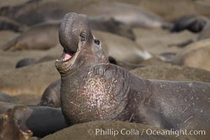 A bull elephant seal rears up on his foreflippers and bellows, warning nearby males not to enter his beach territory.  This old male shows scarring on his chest and proboscis from many winters fighting other males for territory and rights to a harem of females.  Sandy beach rookery, winter, Central California, Mirounga angustirostris, Piedras Blancas, San Simeon