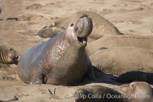 Male elephant seal rears up on its foreflippers and bellows to intimidate other males and to survey its beach territory.  Winter, Central California, Mirounga angustirostris, Piedras Blancas, San Simeon