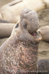 Male elephant seal rears up on its foreflippers and bellows to intimidate other males and to survey its beach territory.  Winter, Central California, Mirounga angustirostris, Piedras Blancas, San Simeon