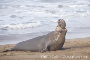 Male elephant seal rears up on its foreflippers and bellows to intimidate other males and to survey its beach territory.  Winter, Central California, Mirounga angustirostris, Piedras Blancas, San Simeon