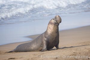 Male elephant seal rears up on its foreflippers and bellows to intimidate other males and to survey its beach territory.  Winter, Central California, Mirounga angustirostris, Piedras Blancas, San Simeon