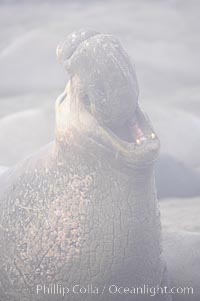 Partially obscured by coastal morning fog, this male elephant seal rears up on its foreflippers and bellows to intimidate other males and to survey its beach territory.  Winter, Central California.