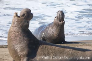 Male elephant seal rears up on its foreflippers and bellows to intimidate other males and to survey its beach territory.  Winter, Central California, Mirounga angustirostris, Piedras Blancas, San Simeon