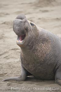 Male elephant seal rears up on its foreflippers and bellows to intimidate other males and to survey its beach territory.  Winter, Central California, Mirounga angustirostris, Piedras Blancas, San Simeon