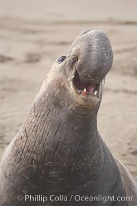 Male elephant seal rears up on its foreflippers and bellows to intimidate other males and to survey its beach territory.  Winter, Central California, Mirounga angustirostris, Piedras Blancas, San Simeon