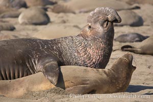 A bull elephant seal prepares to mate with a much smaller female.  Males may up to 5000 lbs, triple the size of females.  Sandy beach rookery, winter, Central California, Mirounga angustirostris, Piedras Blancas, San Simeon