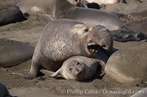 A bull elephant seal forceably mates (copulates) with a much smaller female, often biting her into submission and using his weight to keep her from fleeing.  Males may up to 5000 lbs, triple the size of females.  Sandy beach rookery, winter, Central California, Mirounga angustirostris, Piedras Blancas, San Simeon