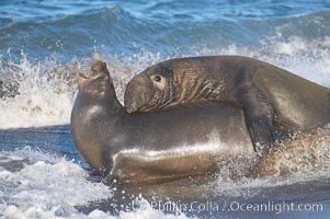 A bull elephant seal forceably mates (copulates) with a much smaller female, often biting her into submission and using his weight to keep her from fleeing.  Males may up to 5000 lbs, triple the size of females.  Sandy beach rookery, winter, Central California, Mirounga angustirostris, Piedras Blancas, San Simeon