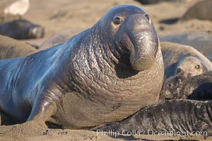 A bull elephant seal (adult male) surveys his territory on the sandy beach rookery. Central California, Mirounga angustirostris, Piedras Blancas, San Simeon