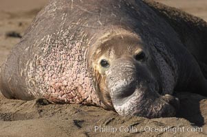 Bull elephant seal lies on the sand.  This old male shows the huge proboscis characteristic of this species, as well as considerable scarring on his chest and proboscis from many winters fighting other males for territory and rights to a harem of females.  Sandy beach rookery, winter, Central California, Mirounga angustirostris, Piedras Blancas, San Simeon