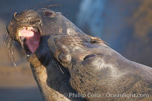 Female elephant seals fight for space on the beach for themselves and their pups, and fend off other females who may try to steal their pups.  The fights among females are less intense than those among bulls but are no less important in determining the social hierarchy of the rookery.  Sandy beach rookery, winter, Central California, Mirounga angustirostris, Piedras Blancas, San Simeon