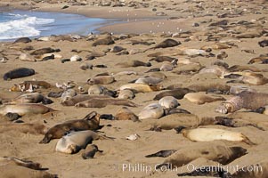 Elephant seals crowd a sand beach at the Piedras Blancas rookery near San Simeon, Mirounga angustirostris