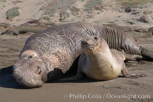 A bull elephant seal forceably mates (copulates) with a much smaller female, often biting her into submission and using his weight to keep her from fleeing.  Males may up to 5000 lbs, triple the size of females.  Sandy beach rookery, winter, Central California, Mirounga angustirostris, Piedras Blancas, San Simeon