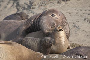 A bull elephant seal forceably mates (copulates) with a much smaller female, often biting her into submission and using his weight to keep her from fleeing.  Males may up to 5000 lbs, triple the size of females.  Sandy beach rookery, winter, Central California, Mirounga angustirostris, Piedras Blancas, San Simeon