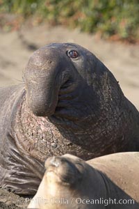 A bull elephant seal (adult male) surveys the beach.  The huge proboscis is characteristic of the species. Scarring from combat with other males.  Central California, Mirounga angustirostris, Piedras Blancas, San Simeon
