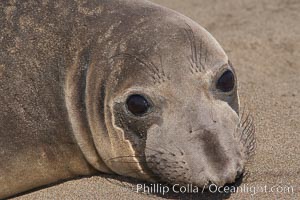 Female elephant seal, hauled out on the sandy beach rookery, will give birth to a pup then mate, and return to the ocean 27 days after giving birth.  Winter, Central California, Mirounga angustirostris, Piedras Blancas, San Simeon
