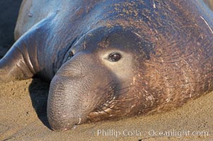 Adult male elephant seal lies on the beach, displaying the huge proboscis which is characteristic of the species.  Winter, Central California, Mirounga angustirostris, Piedras Blancas, San Simeon