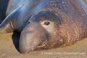 Adult male elephant seal lies on the beach, displaying the huge proboscis which is characteristic of the species.  Winter, Central California, Mirounga angustirostris, Piedras Blancas, San Simeon