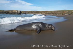 Adult male elephant seal rest on a wet beach before hauling itself up to the dry sand and defending its harem and territory. Winter, Central California, Mirounga angustirostris, Piedras Blancas, San Simeon