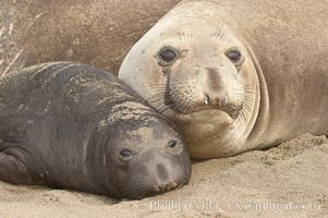 Northern elephant seal, mother and pup. Sandy beach rookery, winter, Central California, Mirounga angustirostris, Piedras Blancas, San Simeon