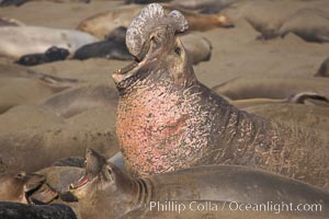 Northern elephant seal, adult male, scarring on chest from territorial conflict with other males during mating season.  Sandy beach rookery, winter, Central California, Mirounga angustirostris, Piedras Blancas, San Simeon