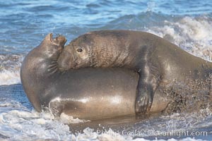 Northern elephant seals mating. Sandy beach rookery, winter, Central California, Mirounga angustirostris, Piedras Blancas, San Simeon