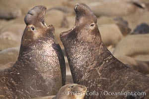 Northern elephant seals, subadult males, mock sparring during mating season. Sandy beach rookery, winter, Central California, Mirounga angustirostris, Piedras Blancas, San Simeon