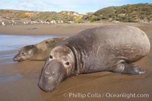 Northern elephant seal, adult male, lying on sand at ocean's edge.  Sandy beach rookery, winter, Central California, Mirounga angustirostris, Piedras Blancas, San Simeon