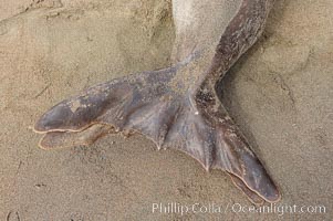 Northern elephant seal, detail of fin, flipper, webbing, tail fin.  Sandy beach rookery, winter, Central California, Mirounga angustirostris, Piedras Blancas, San Simeon