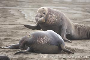 Bull elephant seal looks behind as it flees from a much larger bull, probably during a dispute over territory or access to females, Mirounga angustirostris, Piedras Blancas, San Simeon, California
